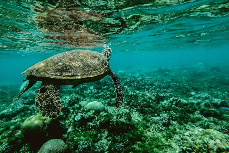 «Santander for the Seas» apoya la conservación de corales