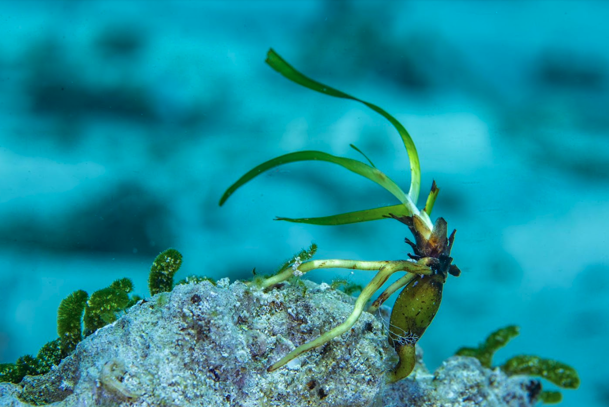 Posidonia Ibiza