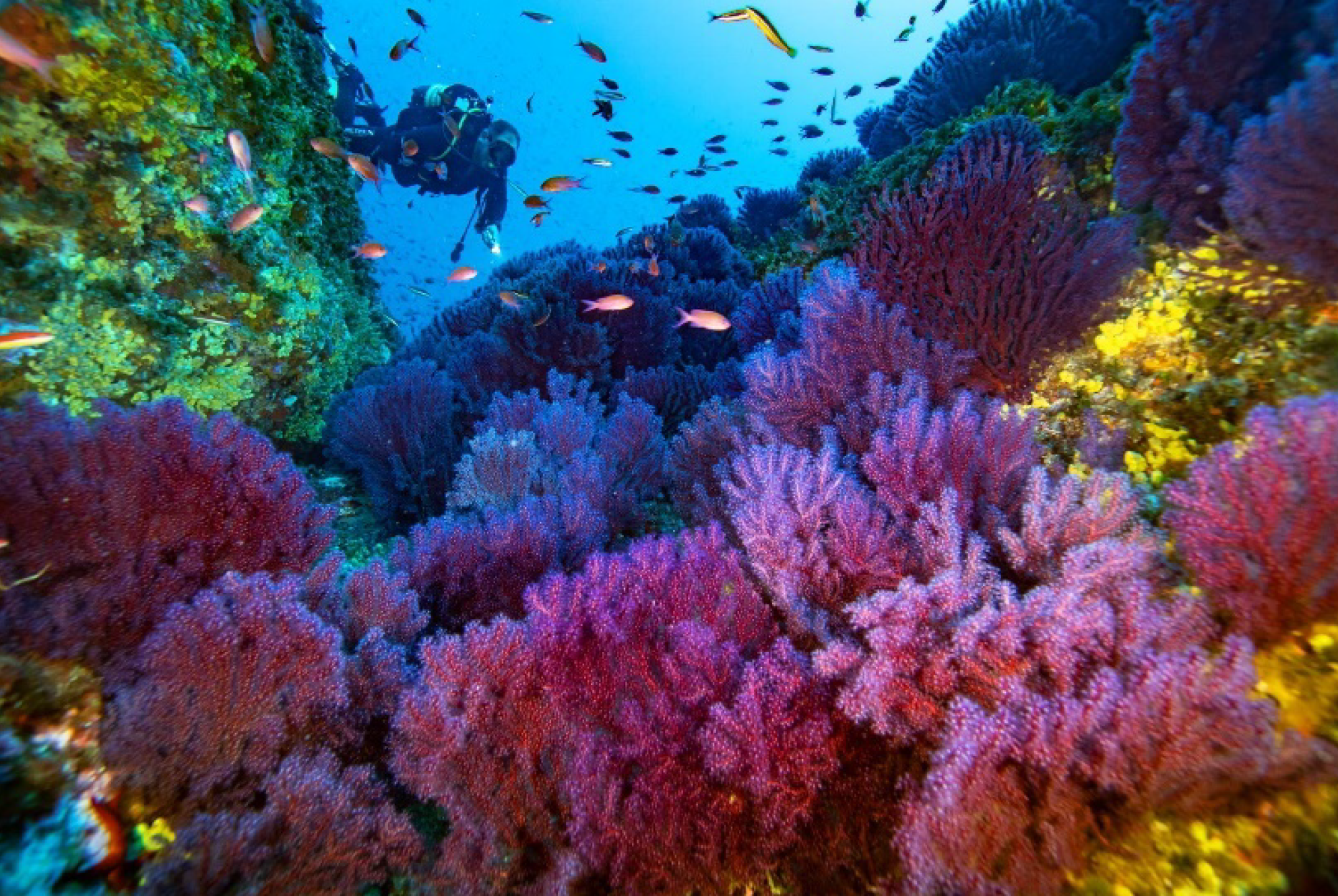 Los Corales del Mediterráneo