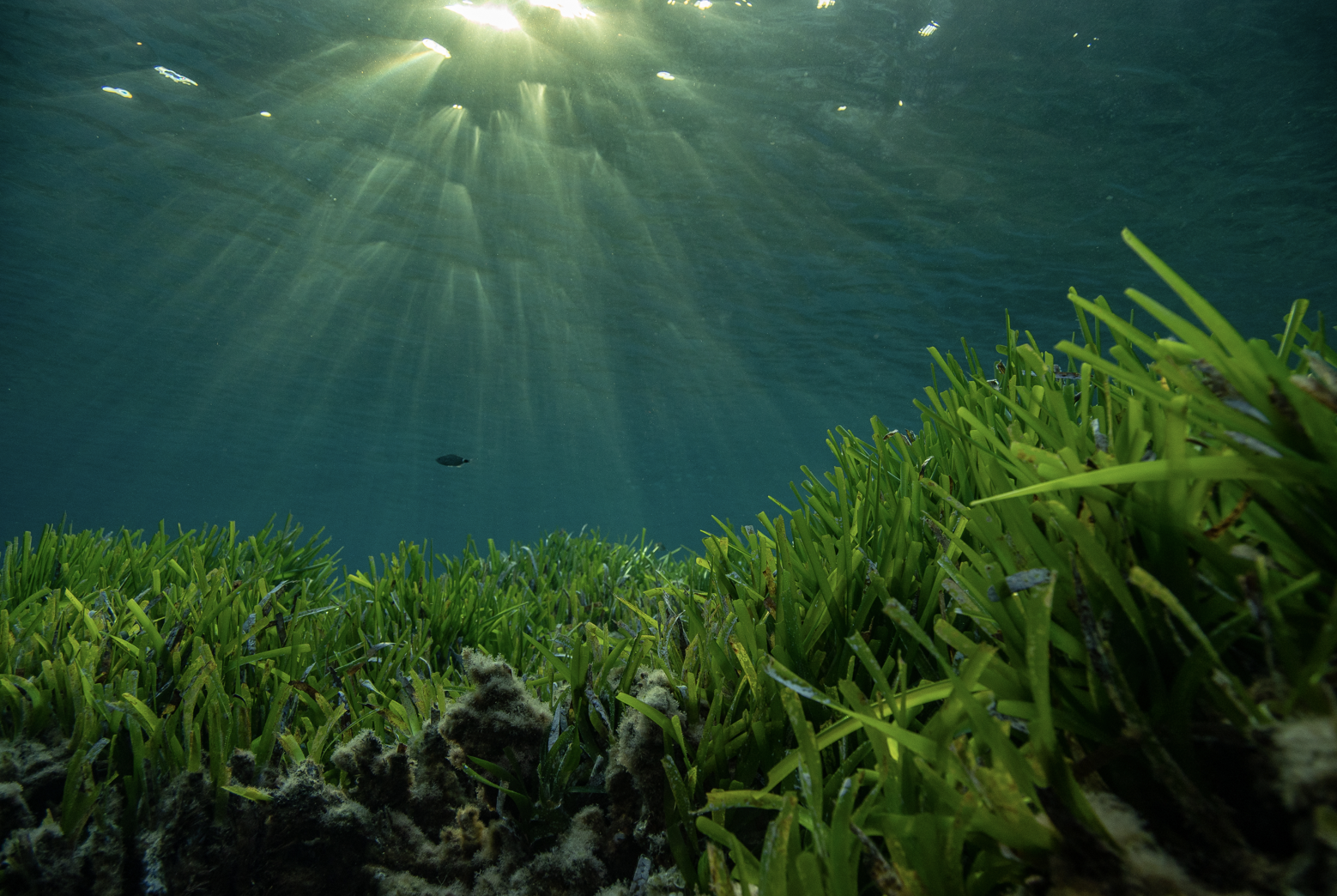 Pradera de posidonia