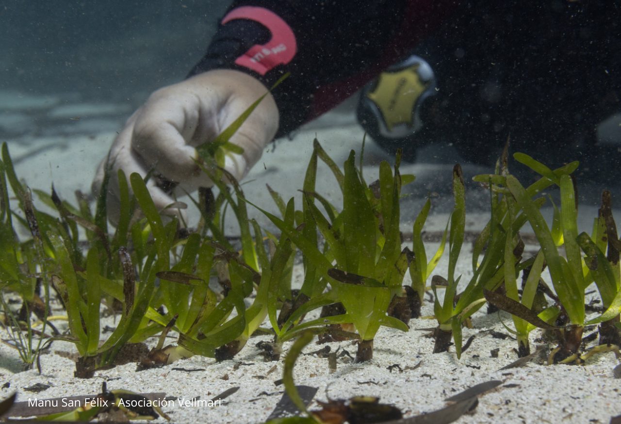 Buceador plantando posidonia en el fondo marino