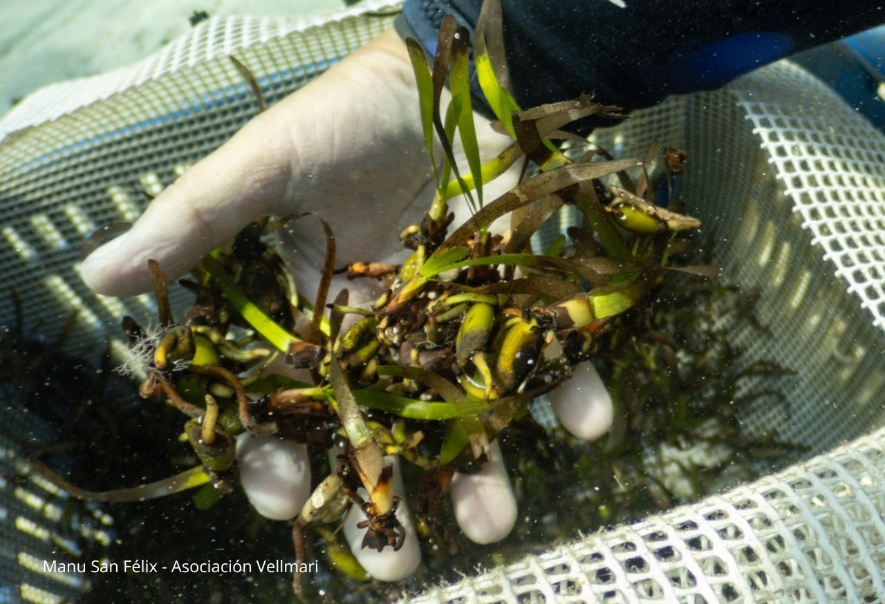 Colectores con semillas de posidonia germinando