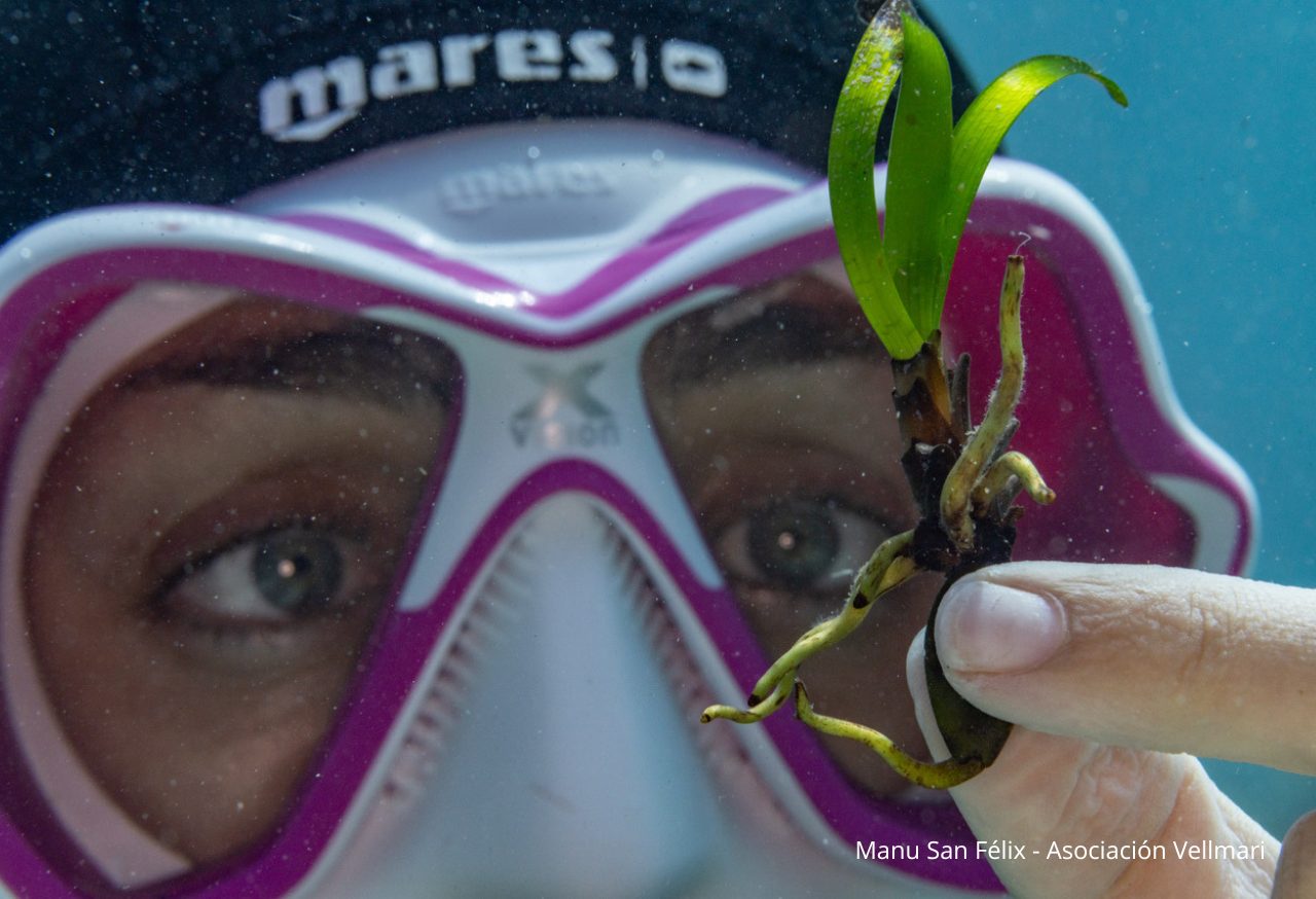 Semilla de posidonia germinada sostenida en la mano