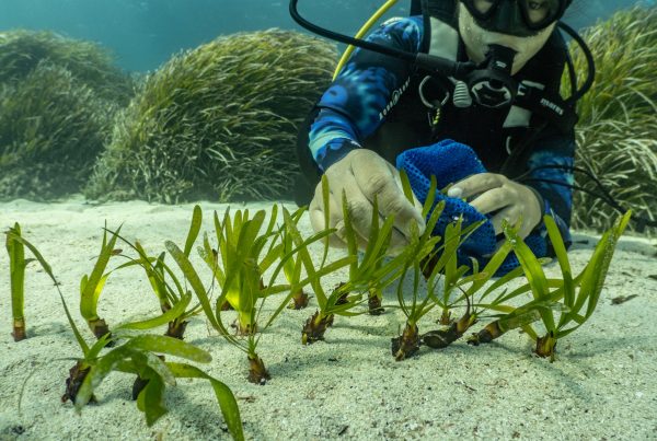 Un buceador planta haces de posidonia en el fondo marino