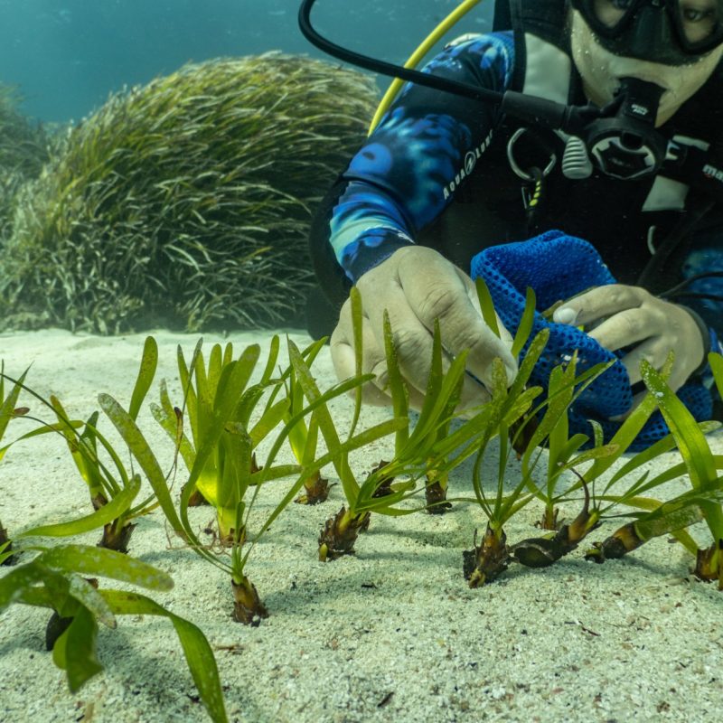 Un buceador planta haces de posidonia en el fondo marino