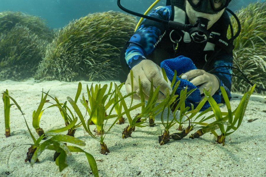 Un buceador planta haces de posidonia en el fondo marino